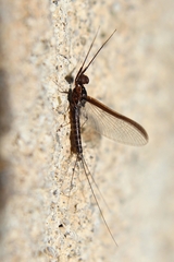 Leptophlebiidae