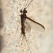 Choroterpes picteti - Photo (c) Sylvain G, some rights reserved (CC BY-NC), uploaded by Sylvain G