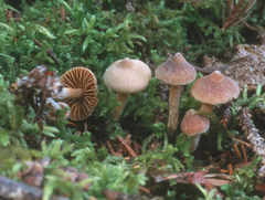 Cortinarius acutus