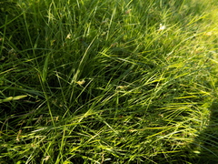 Carex praecox