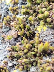 Nyholmiella obtusifolia