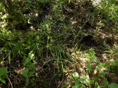 Poa remota