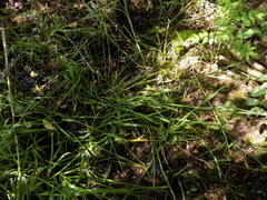 Poa remota