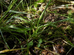 Poa remota