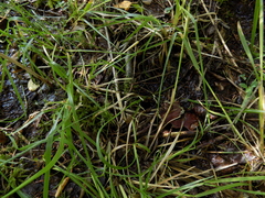 Poa remota