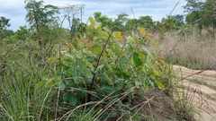 Terminalia brachystemma