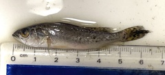 Cynoscion nebulosus