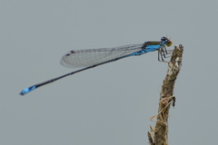 Pseudagrion rubriceps