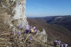 Pulsatilla grandis