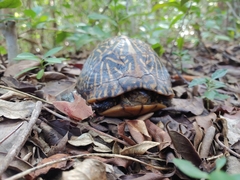 Terrapene carolina bauri