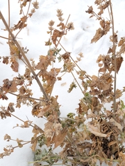Dracocephalum parviflorum