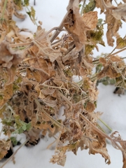 Dracocephalum parviflorum