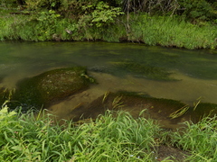 Ranunculus kauffmannii