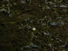 Ranunculus kauffmannii