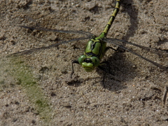 Ophiogomphus cecilia
