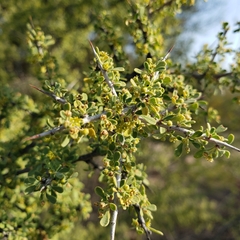 Condalia warnockii