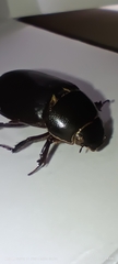 Coleoptera