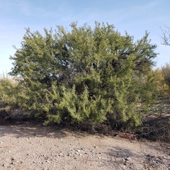 Condalia warnockii