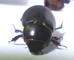 Coleoptera