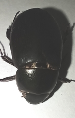 Coleoptera