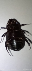 Coleoptera