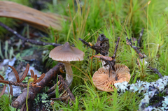 Cortinarius nigrocuspidatus
