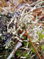 Cladonia verruculosa