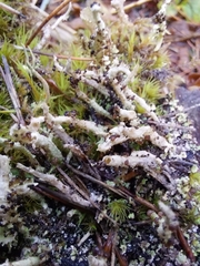 Cladonia verruculosa