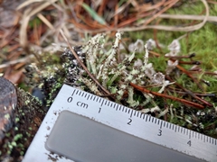 Cladonia verruculosa