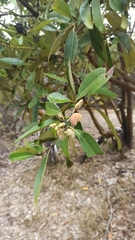 Avicennia germinans