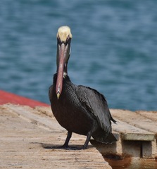 Pelecanus occidentalis occidentalis