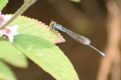 Pseudagrion rubriceps