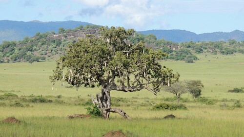 Kigelia africana