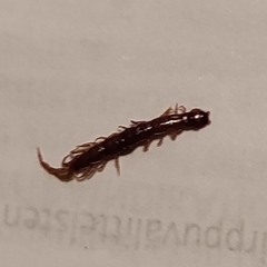 Lithobiomorpha