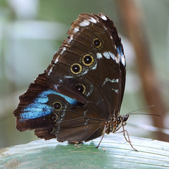 Morpho
