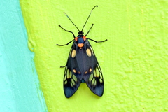 Trypanophora semihyalina