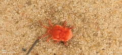 Trombidiformes