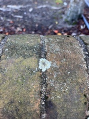 Flavoparmelia baltimorensis