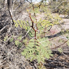 Vachellia constricta