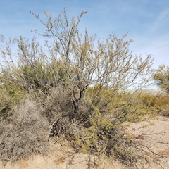 Vachellia constricta