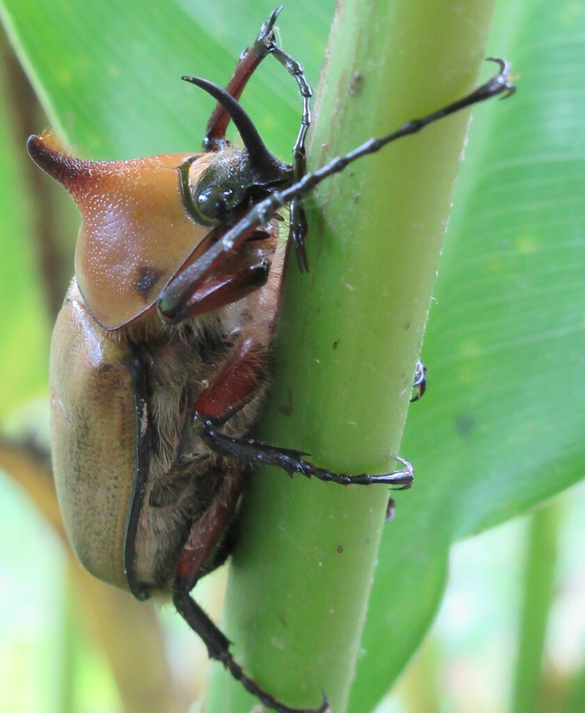 Golofa eacus