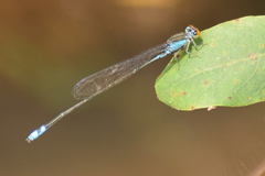 Pseudagrion rubriceps