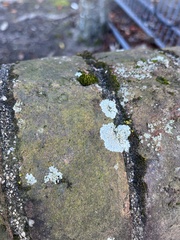 Flavoparmelia baltimorensis