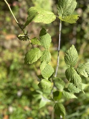 Rubus occidentalis