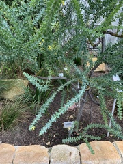 Acacia cultriformis