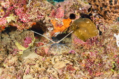 Panulirus versicolor