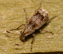 Anthribidae