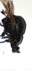 Coleoptera