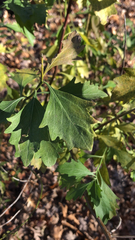 Baccharis halimifolia