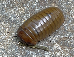Arthrosphaera